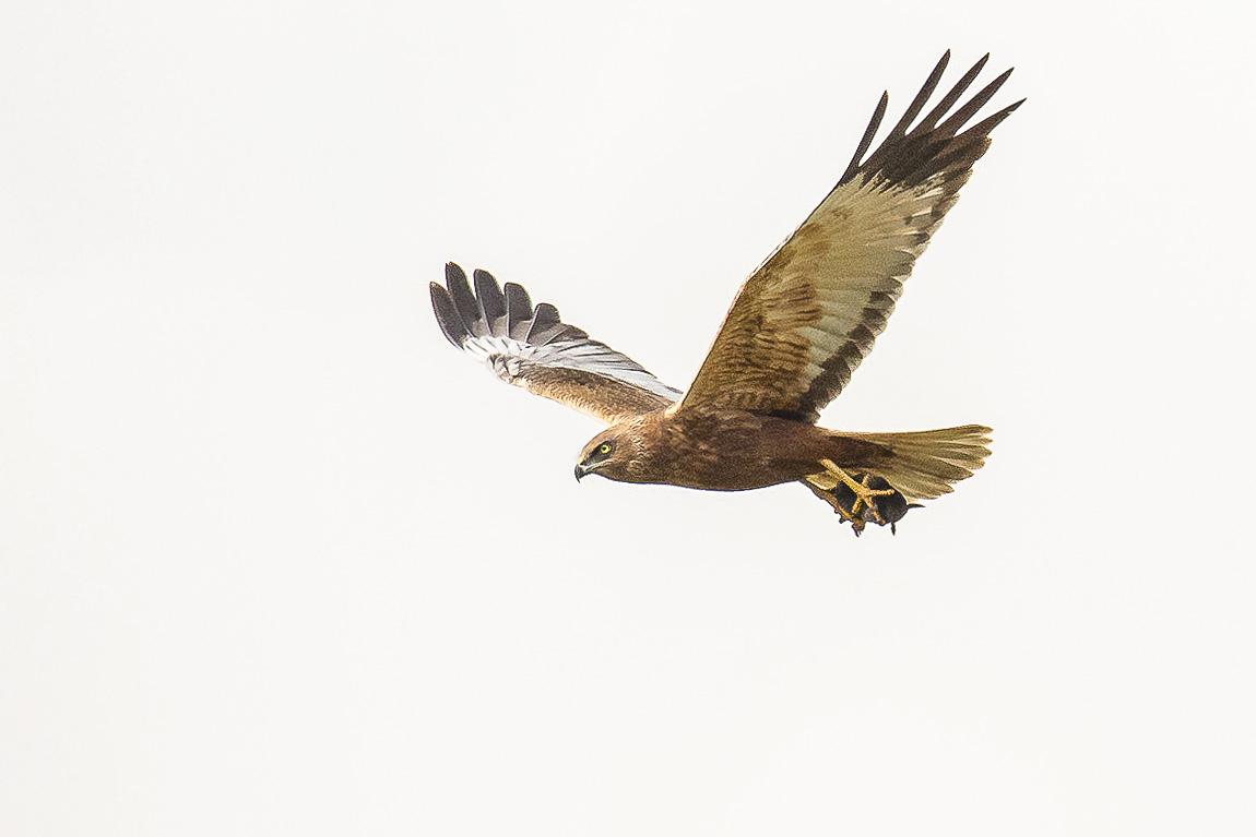 Busard des roseaux (Western Marsh Harrier, Circus aeruginosus), mâle adulte apportant un campagnol à sa progéniture, Réserve naturelle de Mont-Bernanchon, Hauts de France.(Photo Hervé Touzart).